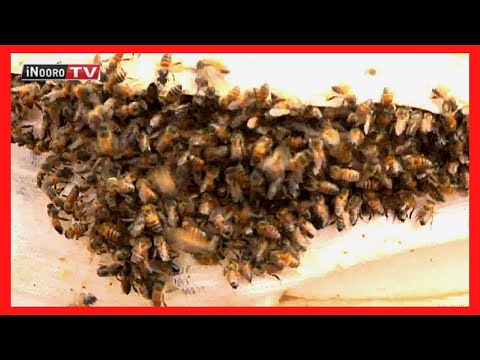 Arĩmi a njũkĩ kũrakara merwo no mũhaka marhagĩre marũa ma gũciiga