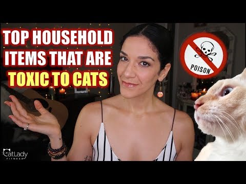 The MOST COMMON household items that are TOXIC to cats! 🙀☠
