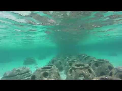 Grand Bahama Snorkeling at Dead Man's reef