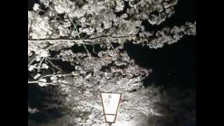 preview picture of video '夜桜[Yozakura]　（Takada river Yamatotakada-city Nara Japan) 奈良県大和高田市'