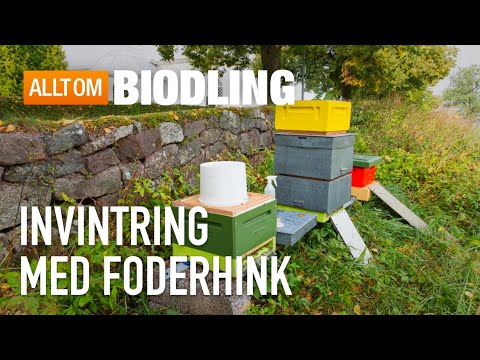 Invintring med foderhink | Biodling