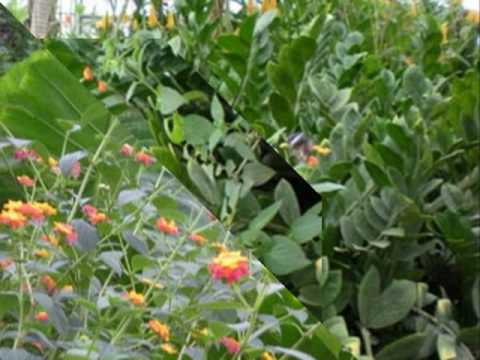 DANIELA MAIMONE - Concerto per Fisarmonica e Orchestra IV Tempo (J. Françaix)