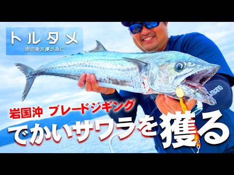 岩国沖ブレードジギング！超高速巻きでモンスターサワラを獲る！ / 【トルタメ #1 】