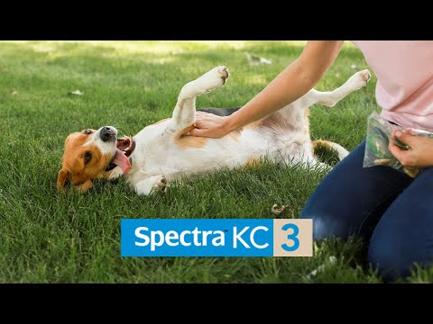 Protect Your Pets Against Kennel Cough with Canine Spectra KC3 Vaccine