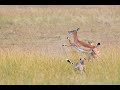 Impala Snaps BOTH Front Legs In Cheetah Hunt 4K 120pfs Slow Motion