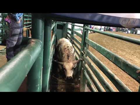 Reno Rodeo 2018 Highlights
