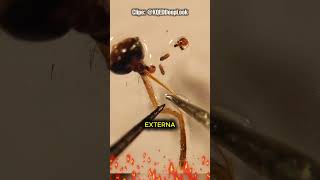 MOSQUITO IMPRESSORA? #curioso #incrível #interessante #shorts #educacional #3d #tecnologia #medicina