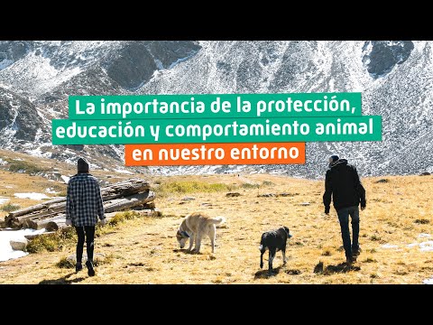 , title : 'Importancia de la PROTECCIÓN y EDUCACIÓN en el COMPORTAMIENTO ANIMAL'
