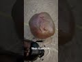 How Beetles Roll Poop