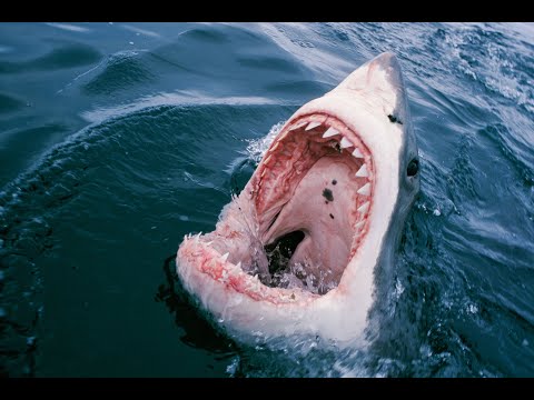 Shark attacks and swallows a dog - stop motion