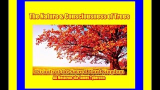 The Consciousness & Sacred Nature of Trees -  Metatron via Tyberonn 2015