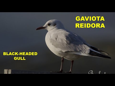 GAVIOTA REIDORA COMÚN | BLACK-HEADED GULL | Laru