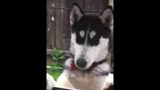 Siberian Husky Mia busted my screen