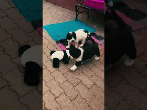 Perros Perro de Agua Portugués en venta