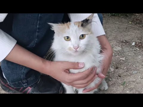 I don't know if this cat is a stray, abandoned, or a runaway, because it was very cuddly and tame.