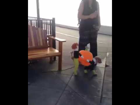 El perro theme ashveen