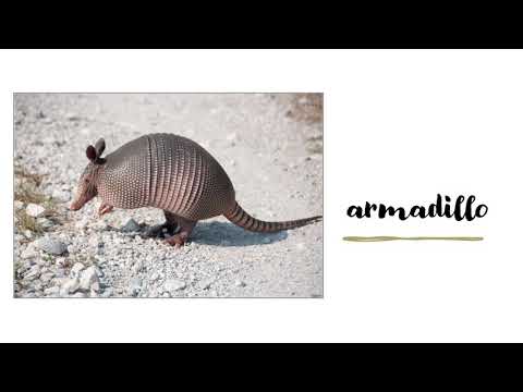 English Words We've Borrowed From Spanish