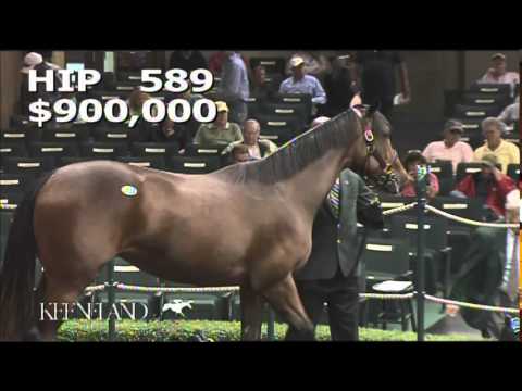 2014 September Yearling Sale - Hip 589 (Medaglia d'Oro - Dowry)