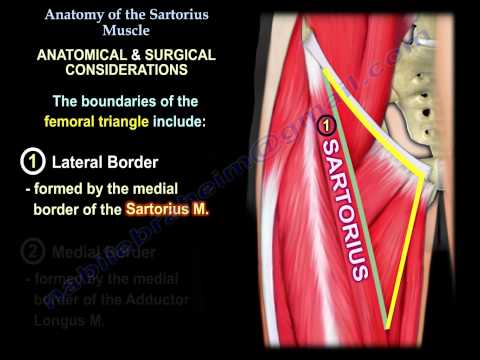 Anatomy Of The Sartorius Muscle - Everything You Need To Know - Dr. Nabil Ebraheim
