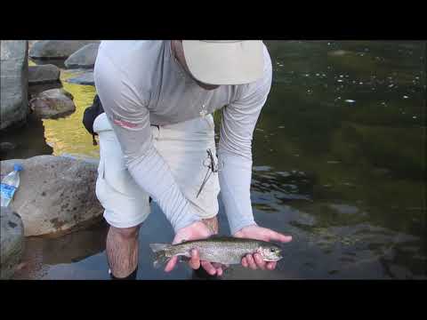 Truchas de montaña - Pesca de verano