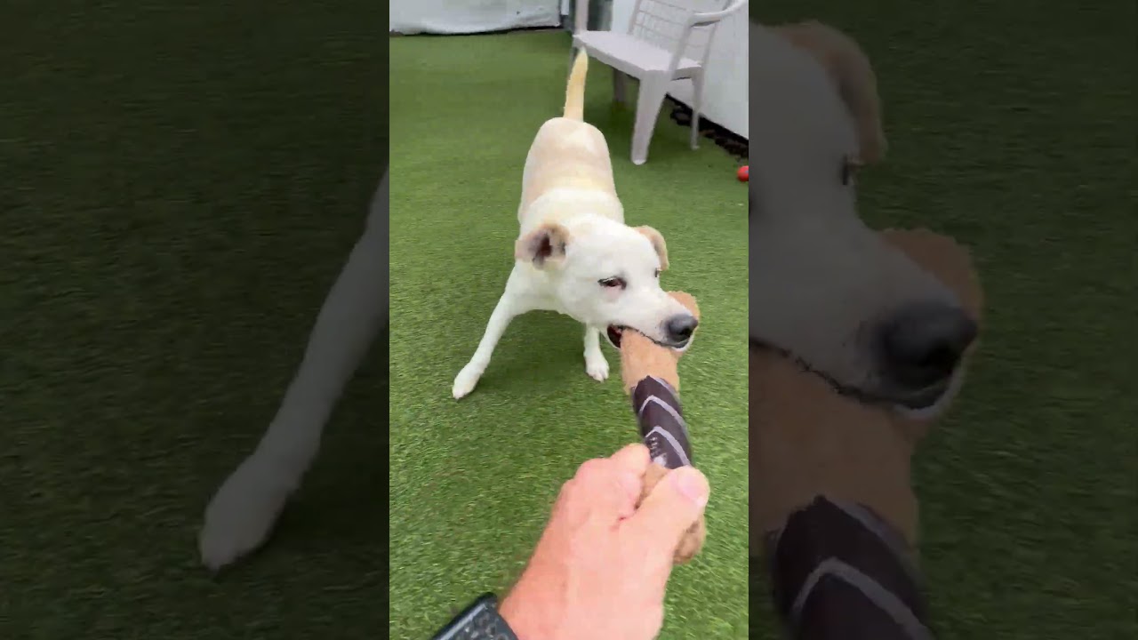Hammond, a Adoptable Yellow Labrador Retriever in San Diego, CA video 6/6