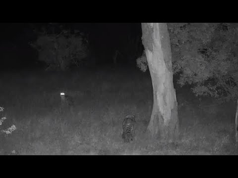 Djuma: Leopard-Tlalamna female marks tree then Jackal appears - 22:36 - 08/27/20