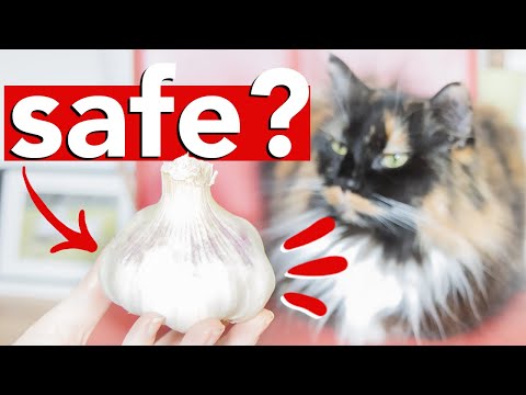 IS GARLIC GOOD FOR DOGS AND CATS? 🧄🐶🐈‍⬛