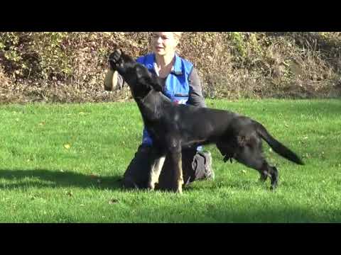 Chia Vikar - 6 months old