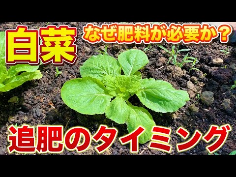 園芸 家庭菜園を始める
