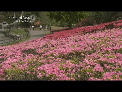 【佐賀県唐津市の風景：4K映像】つつじ園[鏡山](令和5年4月18日撮影）