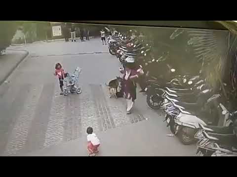 Pet dog attacks child in Ajnara Integrity Society, Ghaziabad,  Please keep ur Kids away from Dogs💔