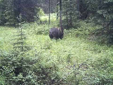 bear rub tree; swan valley, mt