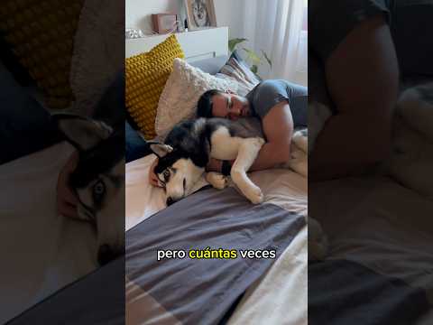 LOS PERROS AL PATIO | Riku el husky ciclista #perros #huskysiberiano #humor #perro