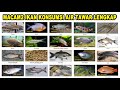 Sebutkan Empat Jenis Ikan Hias Air Tawar