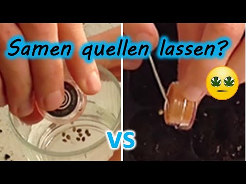 🥦 Samen in Wasser einweichen und keimen lassen oder direkt in Erde?