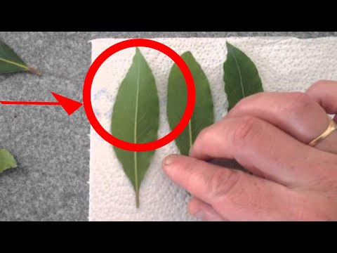 download lagu mp3 mp4 Drying Bay Leaves For Cooking, download lagu Drying Bay Leaves For Cooking gratis, unduh video klip Drying Bay Leaves For Cooking