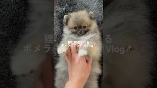 台風の日のブイログ🐶#dog #犬 #犬のいる暮らし #ポメラニアン #ポメラニアンのいる生活