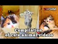 Compilation Of Cute Animal Videos