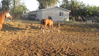 Mares turned out together with foals