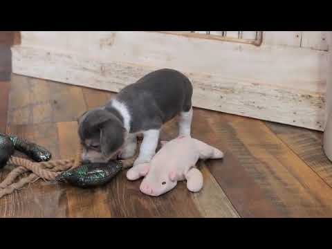 ASH www.ozarkmtnpuppies.com