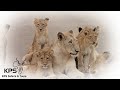 Lions Mating Behaviour In The Wild Kruger National Park Safari Encounter