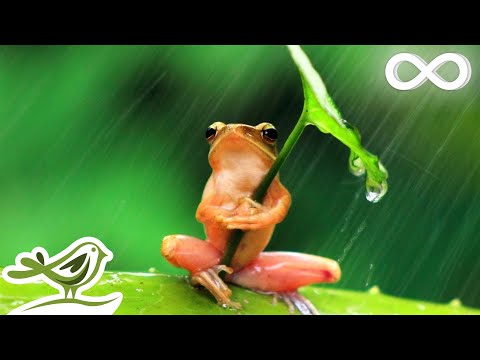 The Moment: Relax In A Rain Forest With Soft Piano Music