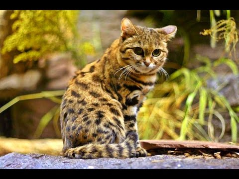 14 Wildcats You Didn’t Know Exist
