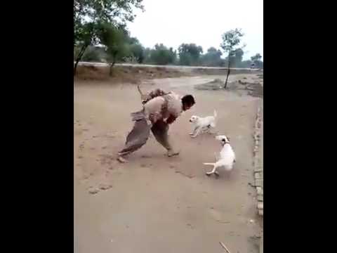 Hahaha Dog Fight Very Funny Must Watch Pakistan Funny