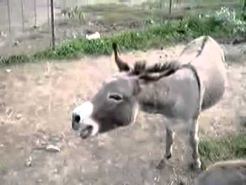 Drunk donkey?