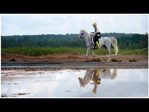 Distanzrennen abgebrochen: Weltreiterspiele beginnen im Chaos