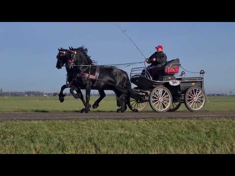 Stal Okkema's Ducati en Douwe pair of geldings - 2017