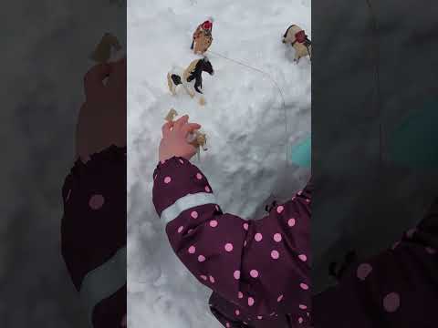 Fohlenrettung im Schnee