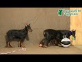 Doberman Pinscher dogs for sale: Bonnie - Video 1