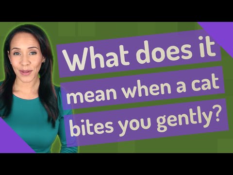 What does it mean when a cat bites you gently?